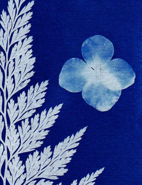DÉCOUVREZ LE CYANOTYPE