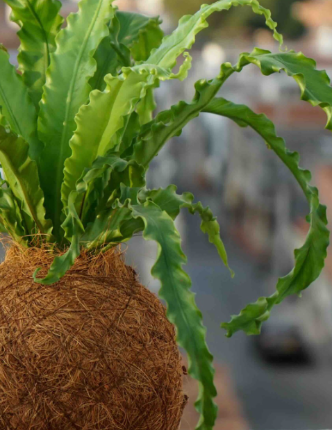 RÉALISEZ VOTRE PROPRE KOKEDAMA