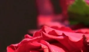 La nuit des amoureux