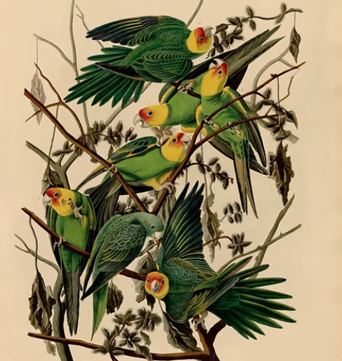 Affiche BIRDS OF AMERICA 