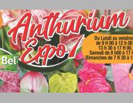ANTHURIUM EXPO