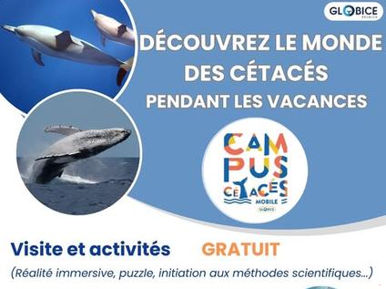 Affiche Campus Cétacés